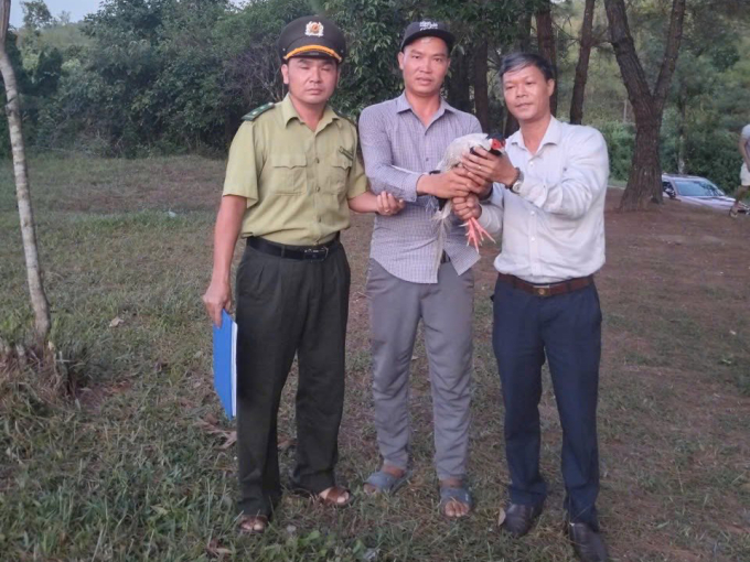 Gà lôi trắng được anh Lộc bắt được ở khu vực rừng thông, gần tượng rồng khổng lồ. Ảnh: UBND phường Thủy Xuân