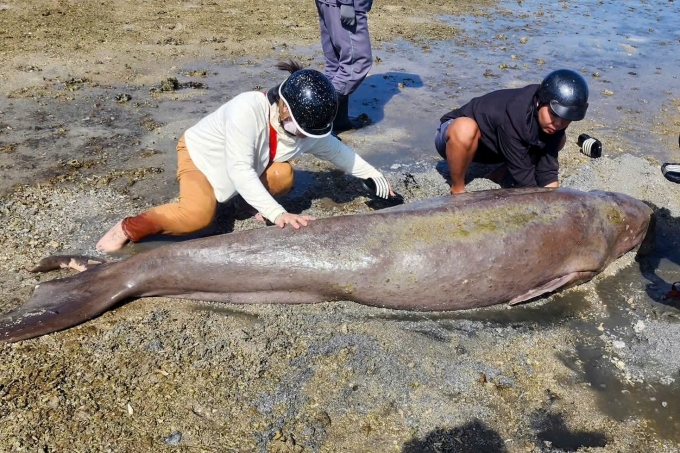 Người dân nỗ lực cứu hộ Dugong. Ảnh: Hắc Minh