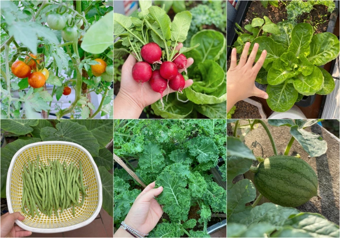 Một số loại rau củ quả được trồng tại vườn nhà như cà chua, củ cải đỏ, đậu đũa.... Hàng ngày chị Dung sẽ lên sân thượng thu hoạch rau và đem xuống chế biến cho bữa ăn gia đình.