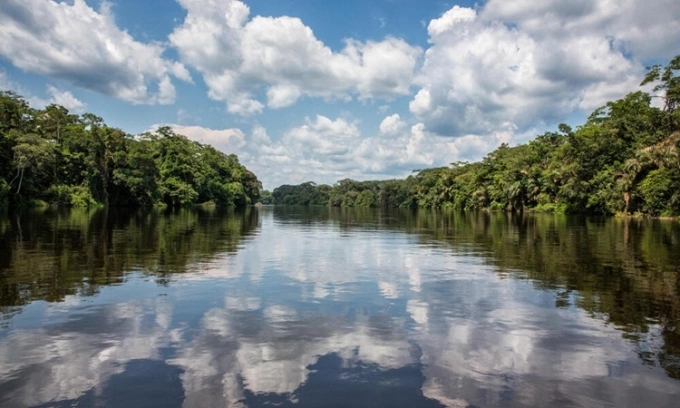Rừng mưa lưu vực Congo chỉ xếp sau rừng mưa Amazon về diện tích. Ảnh: WWF