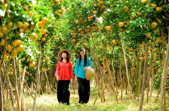 Vườn cam sành ở miền Tây vừa là điểm tham quan, vừa là nơi mua cam giá rẻ. Ảnh: Pinterest