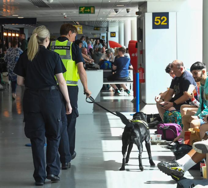 Lực lượng Biên phòng Anh dẫn chó nghiệp vụ tuần tra tìm kiếm ma túy ở sân bay Manchester. Ảnh: Kelvinmedia