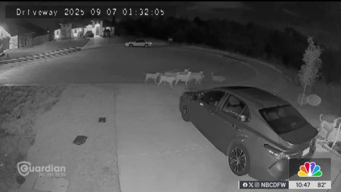 Chó hoang xuất hiện cùng nhau vào ban đêm trên đường phố Godley, bang Texas. Ảnh: NBC News