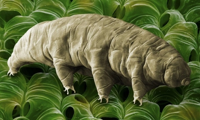 Gấu nước dưới kính hiển vi. Ảnh: Science Source