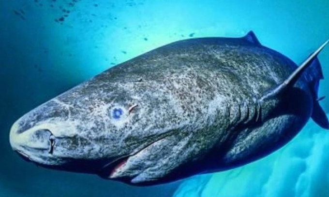 Cá mập Greenland có tuổi thọ hàng trăm năm. Ảnh: Wikipedia