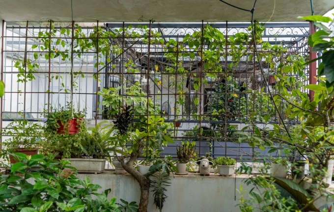 Khu vực trồng cây có cả trong nhà và ngoài trời thì nên di chuyển bớt những cây ở ngoài vào trong khi mùa mưa đến.