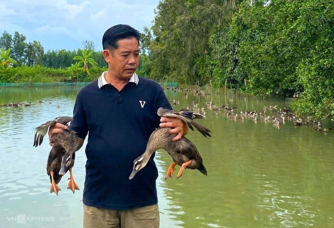 Ông Phương kiểm tra con vịt trời sinh sản. Ảnh: Chúc Ly