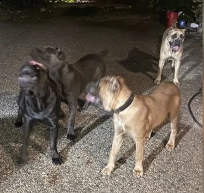 Chó hoang ở Buckhead. Cảnh sát cho biết chúng là chó của Tyrese Gibson. Ảnh: Fulton County Police Department