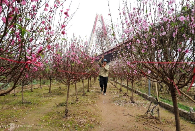 Làng đào Nhật Tân vào vụ Tết Ất Tỵ. Ảnh: Giang Huy