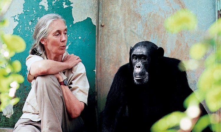 Tinh tinh và Jane Goodall: Câu chuyện về bảo tồn môi trường