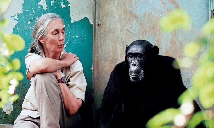 Jane Goodall đã dành cả cuộc đời để nghiên cứu loài tinh tinh. Ảnh: Swiss Life