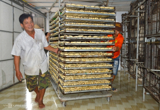Chuối nguyên trái chuẩn bị sấy trong máy. Ảnh: Chúc Ly