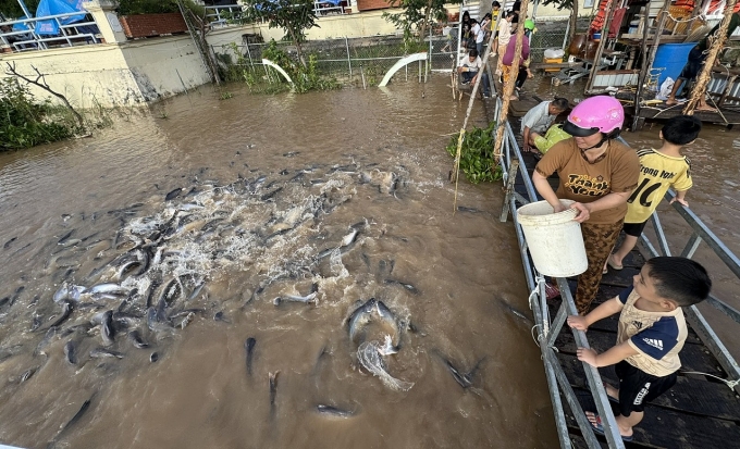 Mô hình bảo tồn cá tại phường Hồng Ngự, tỉnh Đồng Tháp. Ảnh: Ngọc Tài