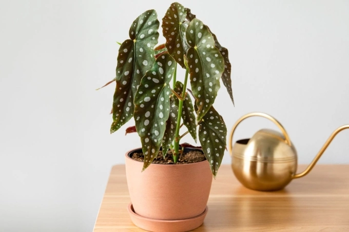 Ảnh: thespruce