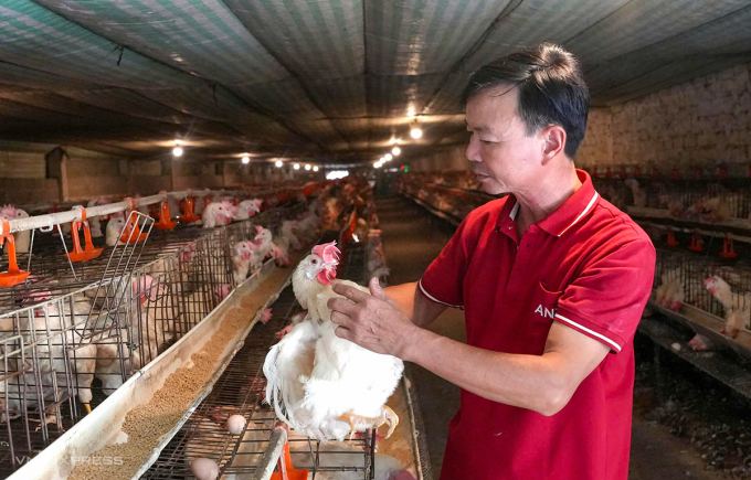 Ông Sơn đang chăm sóc gà trong trang trại. Ảnh: Đức Hùng