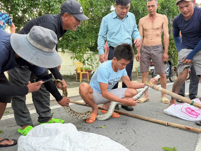 Người dân bắt trăn bỏ vào bao, rồi mang đi. Ảnh: Phạm Ka