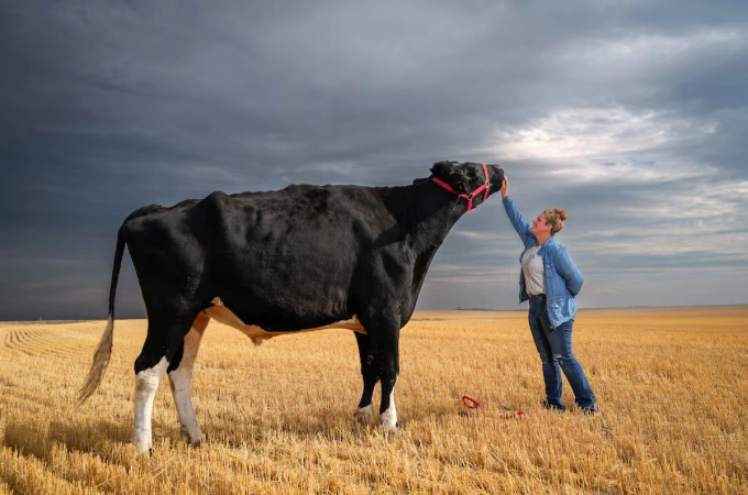 Jasmine Entz và bò Beef cao nhất thế giới ở tỉnh Alberta, Canada. Ảnh: G&M