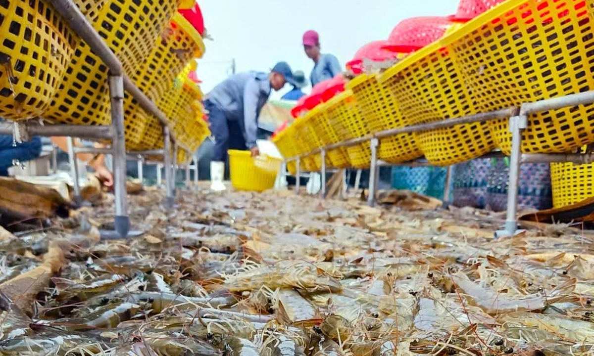 Nông dân Cà Mau đổi đời nhờ nuôi tôm tuần hoàn