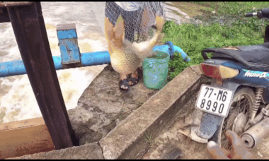Fishermen strike gold as floodwaters bring shimmering carp
