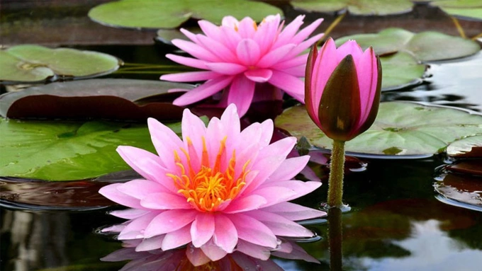 Hoa gì nghe tên nhiều người rất sợ? - page 2