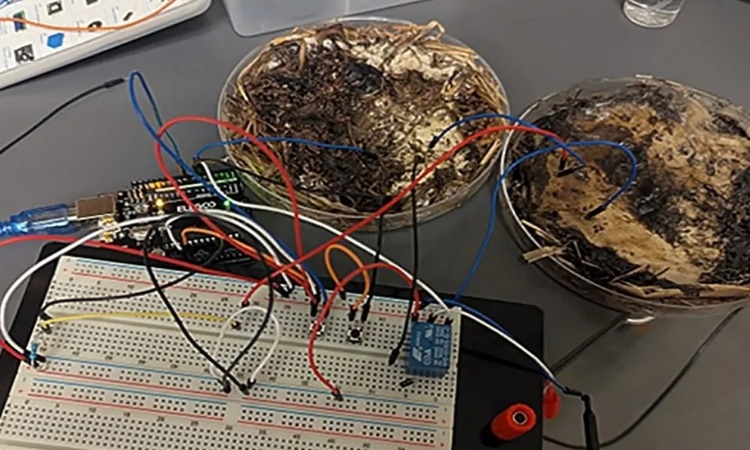 Nấm có thể xử lý và lưu trữ dữ liệu thay chip silicon