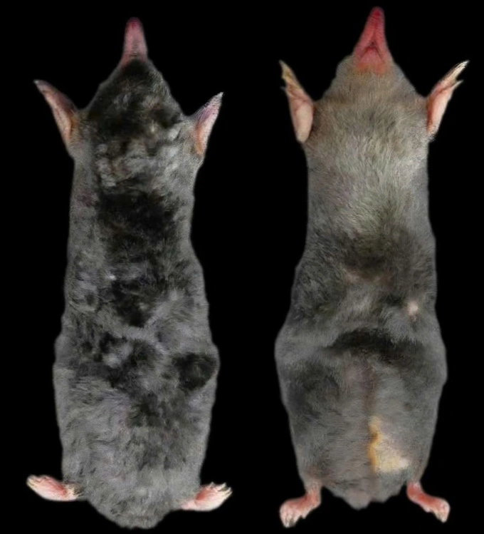 Chuột chũi Euroscaptor Darwini vừa được phát hiện tại Khu bảo tồn thiên nhiên Pù Luông. Ảnh: Khu bảo tồn Pù Luông