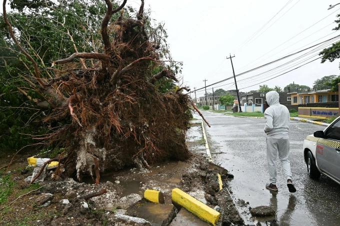 Cây đổ trên đường phố ở St. Catherine, Jamaica ngay trước khi bão Melissa đổ bộ. Ảnh: AFP