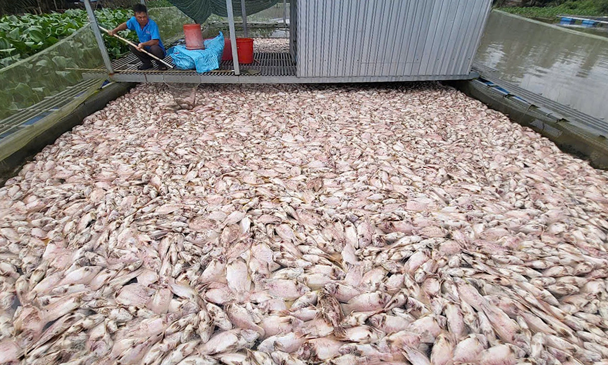 Hàng trăm tấn cá điêu hồng chết kín rạch ở Cần Thơ