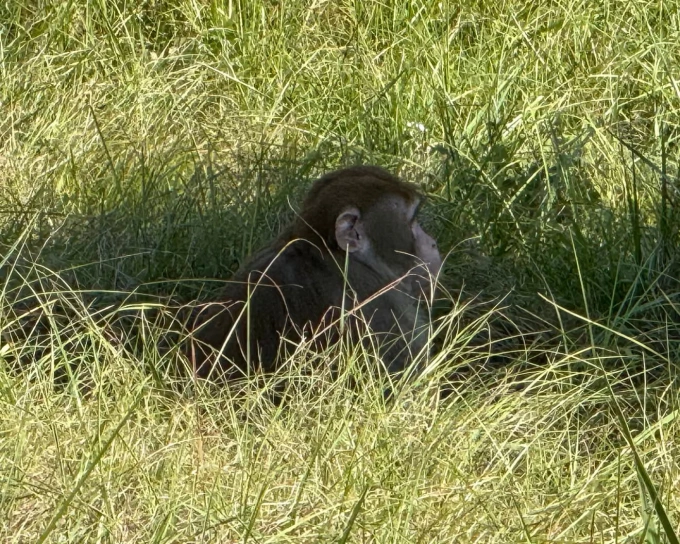 Một trong những con khỉ xổng chuồng sau vụ lật xe tải ngày 28/10. Ảnh: AP