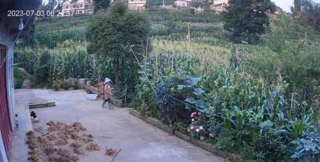 Ngày 3/7/2023, Vương Trân rời nhà đi cắt cỏ cho lợn, camera giám sát đã ghi lại những khoảnh khắc cuối cùng của cô trước khi bị hại. Ảnh: Chinanews