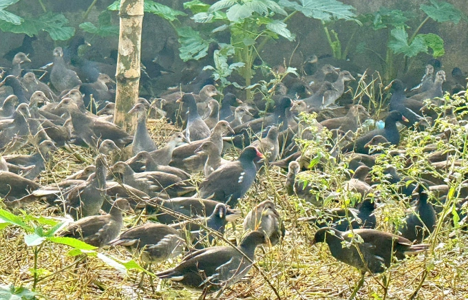 Số chim hoang dã bị thu giữ. Ảnh: Công an cung cấp