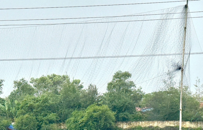 Bẫy lưới được giăng ngoài cánh đồng để bắt chim. Ảnh: Công an cung cấp