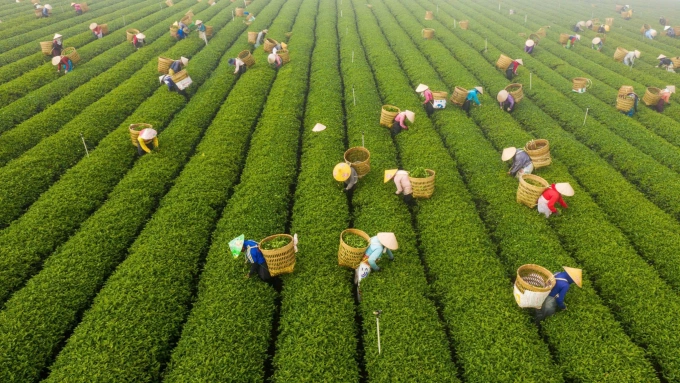 Thu hoạch chè ở Bảo Lộc, Lâm Đồng. Ảnh: Hoài Thanh