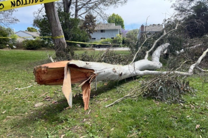Cành bạch đàn rơi trúng hai bố con ở công viên Villa La Jolla, San Diego. Ảnh: NYP
