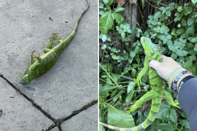 Kỳ nhông đông cứng trong giá rét ở Florida, Mỹ. Ảnh: CNN