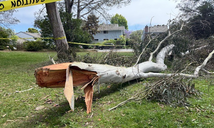 Kiện chính quyền thành phố vì cành cây gãy làm chết con trai