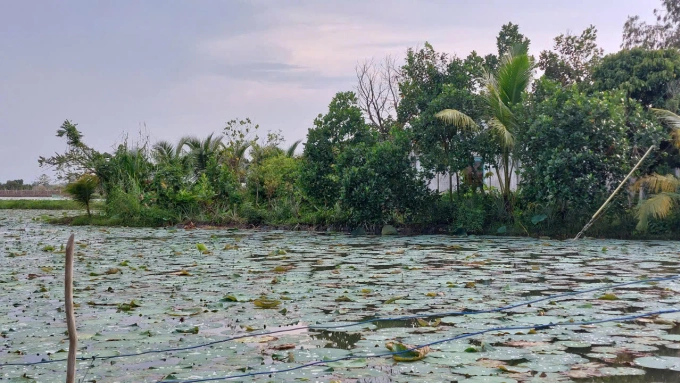 Ruộng sen nơi ông Nguyễn Văn Tỉ giăng bẫy chuột bằng điện song làm hàng xóm tử vong. Ảnh: Thanh Thảo