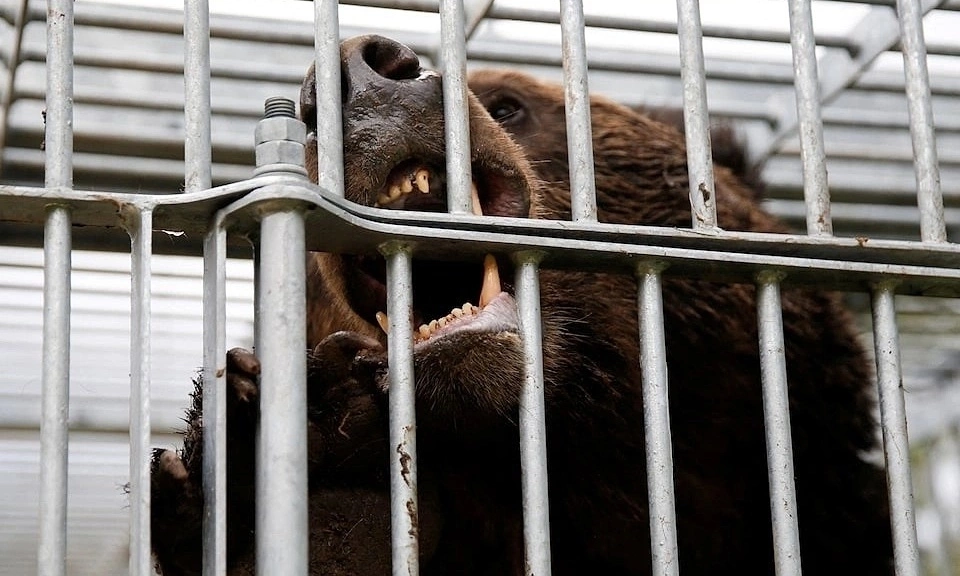 Nhật cho phép cảnh sát dùng súng trường bắn hạ gấu