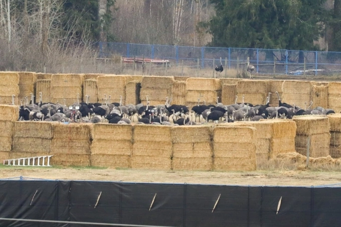 Đà điểu rào nhốt trong các kiện cỏ khô ở trang trại Universal Ostrich Farms, Edgewood, British Columbia, ngày 6/11. Ảnh: AP