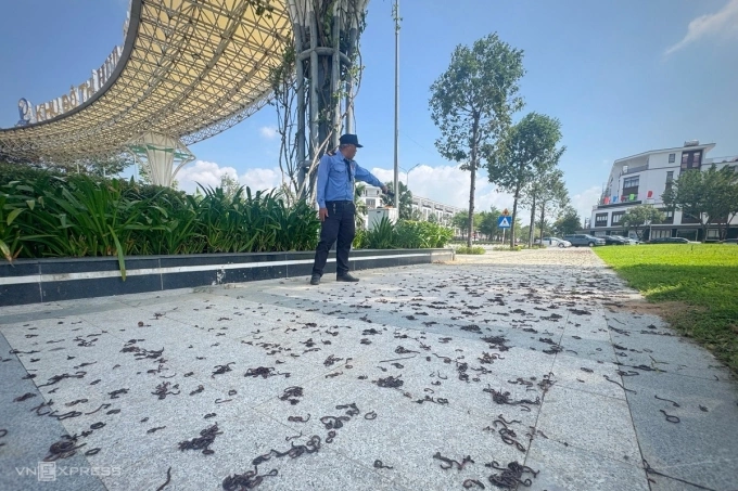 Giun bò dày đặc lên vỉa hè trước cổng khu dân cư ở Quảng Ngãi. Ảnh: Phạm Linh