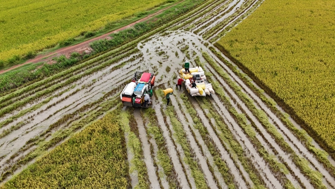 Nông dân ấp Trung Liêm, xã Tuyên Bình thuộc Long An cũ cắt lúa non chạy lũ. Ảnh: Hoàng Nam