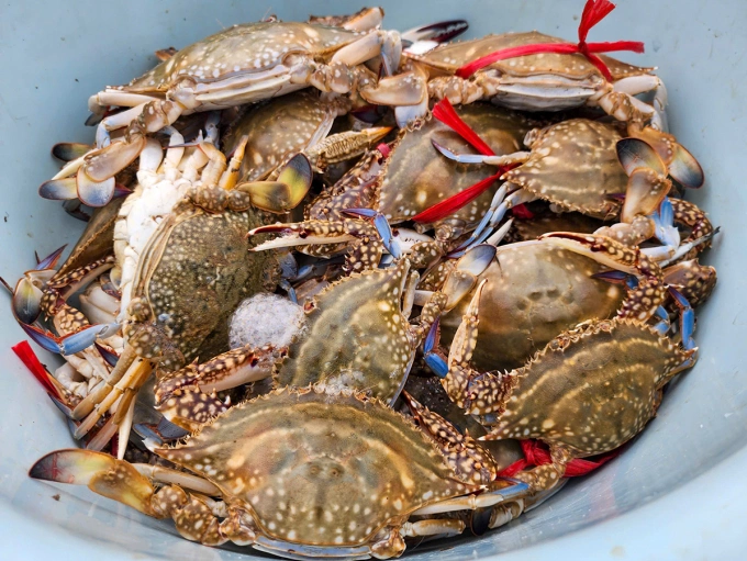 Ghẹ được bán tại bờ với giá 180.000-200.000 đồng một kg, tùy loại. Ảnh: Đức Hùng