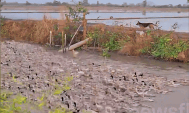 Pair of dogs herd thousands of ducks home - VnExpress International