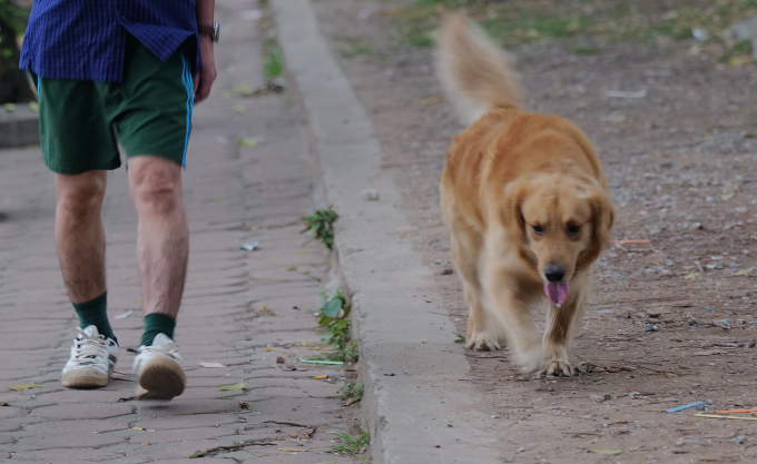 Người dân Hà Nội đưa chó ra ngoài không rọ mõm. Ảnh: Ngọc Thành