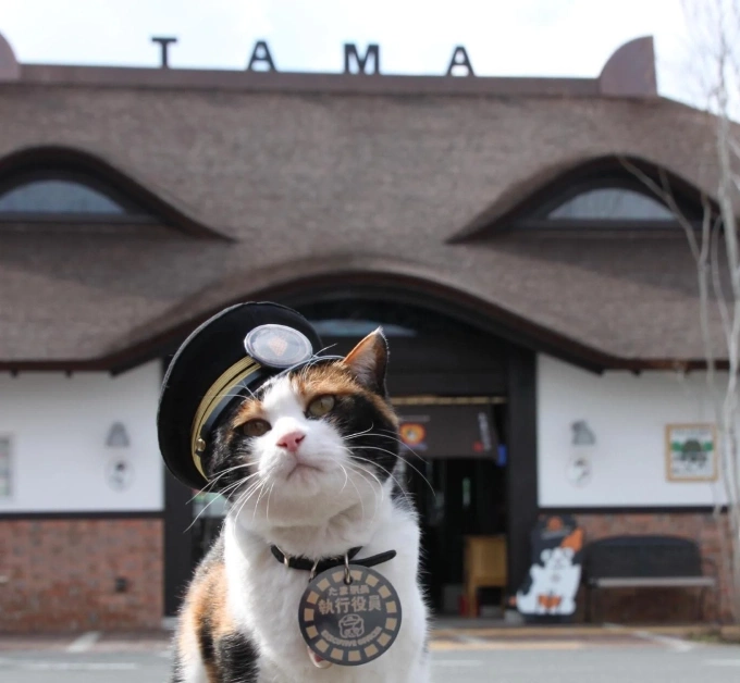 Cựu trưởng ga mèo đời đầu tên Tama ở ga Kishi, tỉnh Wakayama, Nhật Bản. Ảnh: Wakayama Electric Railway