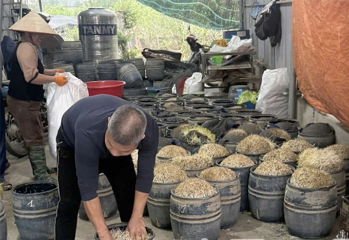 Giá đỗ tẩm chất cấm được công an Hưng Yên phát hiện. Ảnh: Nguyễn Thơi