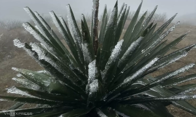 Băng giá trên đỉnh Mẫu Sơn, Lạng Sơn ngày 22/1. Ảnh: Đình Quyết