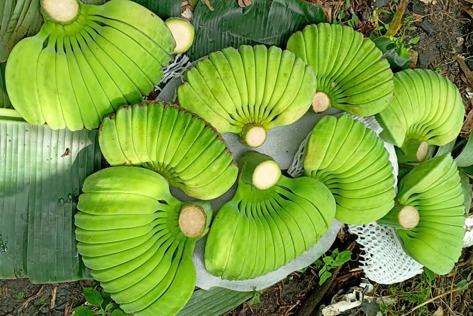Chuối bàn tay Phật sau khi thu hoạch, chuẩn bị bán cho thương lái. Ảnh: Phước Tuấn