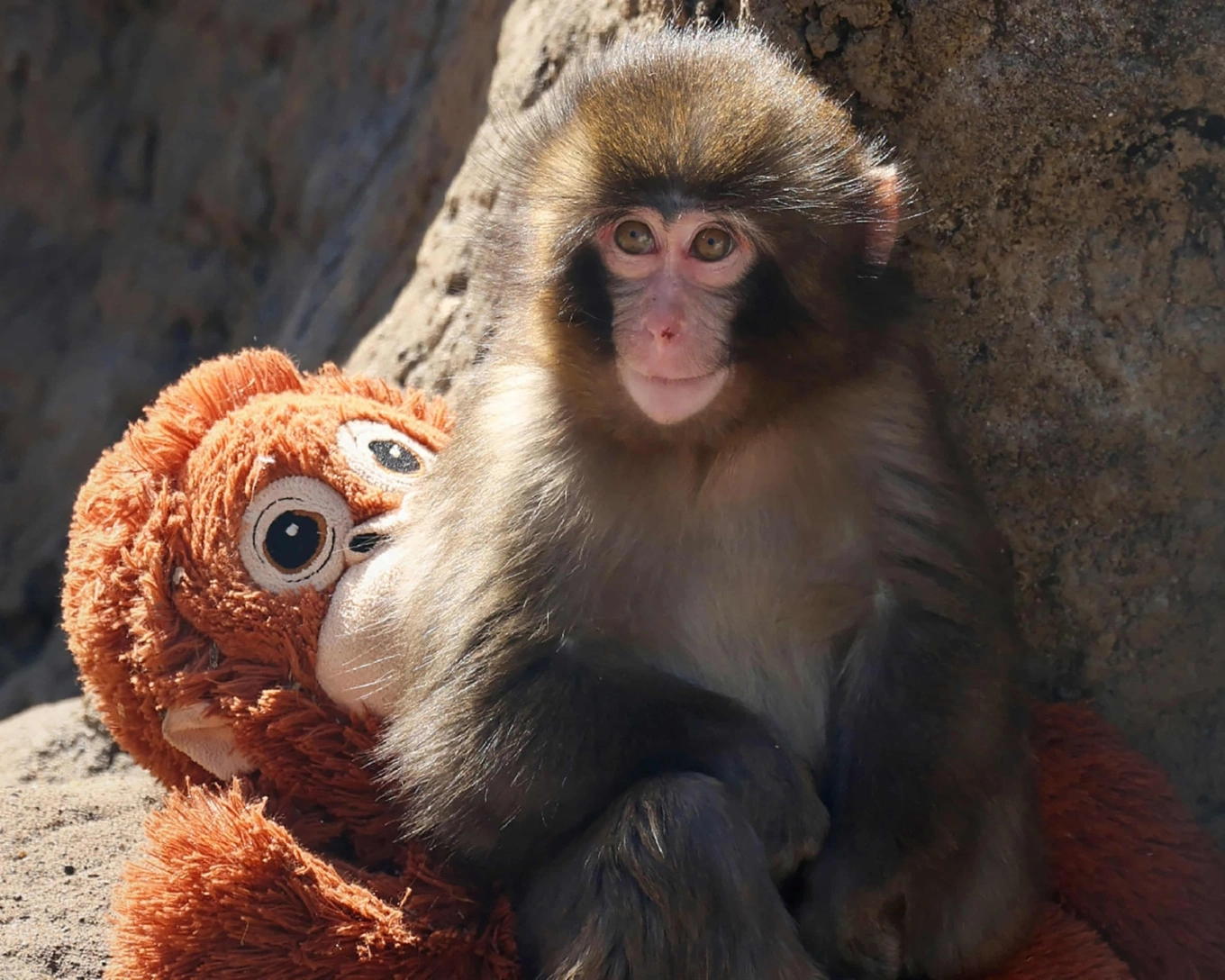 Lý do 'khỉ con ôm thú bông' ở Nhật Bản bị mẹ bỏ rơi - Báo VnExpress