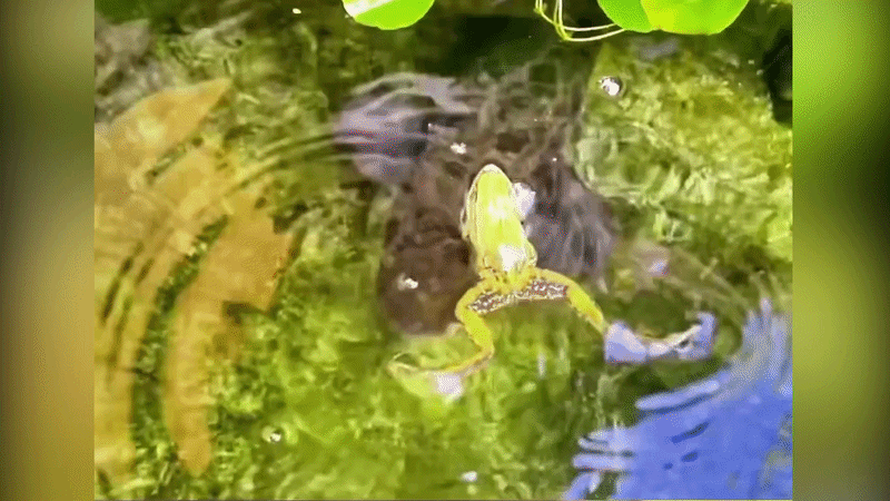 Nhái giả chết để qua mặt cá lóc săn mồi